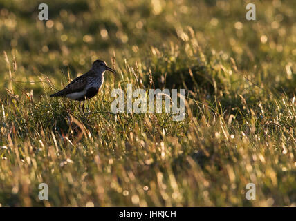 Un Dunlin (Calidris alpina) retroilluminato contro il sole di setting, shetland, Regno Unito Foto Stock