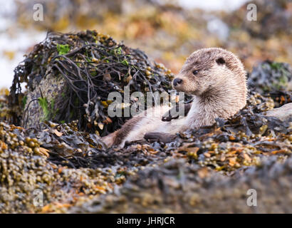 Una lontra eurasiatica (Lutra lutra) rilassante tra le alghe e rocce, Shetland, Regno Unito Foto Stock