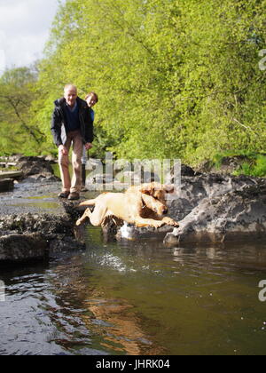 Il Labrador balza in fiume Wye Foto Stock