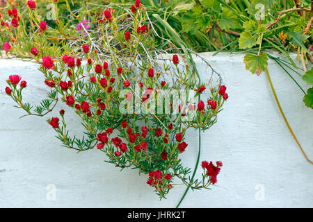 Fiori rossi Quinta de Santo Antonio porta terrazzati vigneti lungo il fiume Douro Portogallo Foto Stock