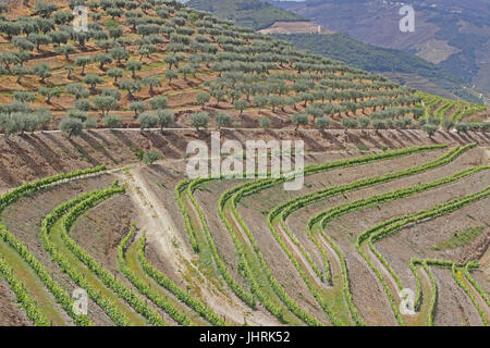 Porta terrazzati vigneti lungo il fiume Douro sopra Pinhao Portogallo Foto Stock