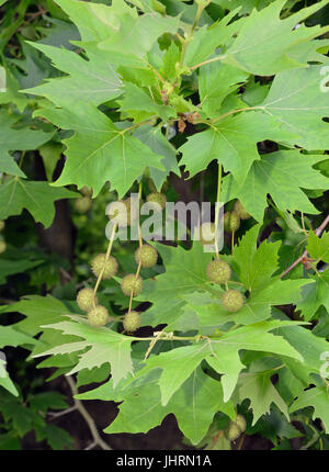 London Plane Tree - platanus acerifolia × (Platanus × hispanica) foglie e frutta Foto Stock