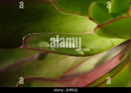 Gocce d'acqua sulla Aeonium Foto Stock