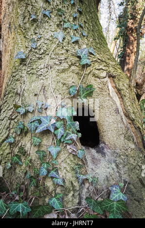 Tronco di albero con foro e edera rampicante pianta Foto Stock