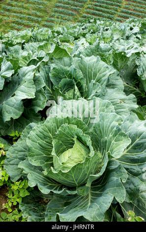 Campo di cavolo cappuccio alla parte nord della Thailandia Foto Stock
