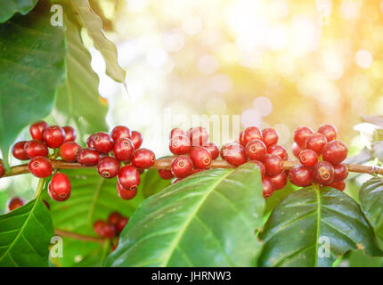 Freschi i chicchi di caffè in piante di caffè tree con luce di svasatura Foto Stock