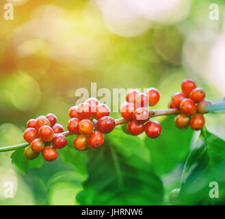 Freschi i chicchi di caffè in piante di caffè tree con luce di svasatura Foto Stock