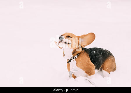 Bella Funny tricolore di cucciolo di Beagle inglese di gioco veloce in esecuzione nella neve al giorno d'inverno. Beagle è una razza di piccoli Hound, simile nell'aspetto T Foto Stock