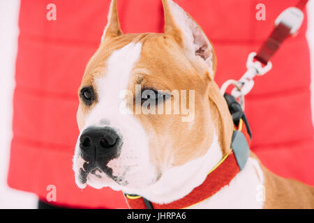 Chiudere Ritratto di cane bellissimo American Staffordshire Terrier Foto Stock