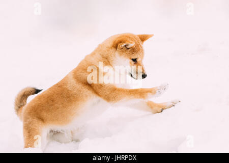 Un giovane giapponese di piccole dimensioni Shiba Inu cane giocare all'aperto nella neve, il cumulo di neve in inverno pieno di sole al giorno. Foto Stock