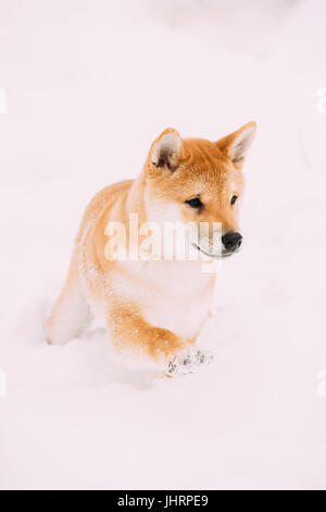 Un giovane giapponese di piccole dimensioni Shiba Inu cane giocare all'aperto nella neve, il cumulo di neve al giorno d'inverno. Foto Stock