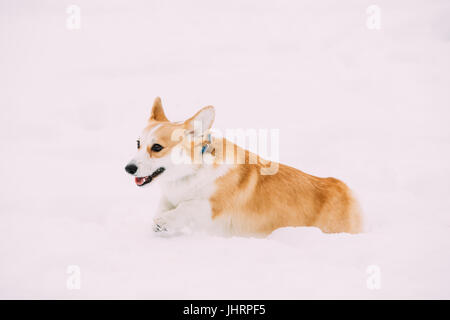 Funny Happy Pembroke Welsh Corgi cane giocando, scorrimento veloce all'aperto nella neve, il cumulo di neve al giorno d'inverno. Corgi gallese è un piccolo Tipo di pastorizia cane che O Foto Stock