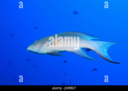 Giallo-refilato lyretail pesce cernia (Variola louti) sott'acqua nell'Oceano indiano Foto Stock