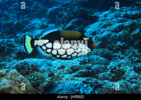 Il pagliaccio pesci balestra (Balistoides conspicillum) sott'acqua nella scogliera di corallo dell' Oceano indiano Foto Stock