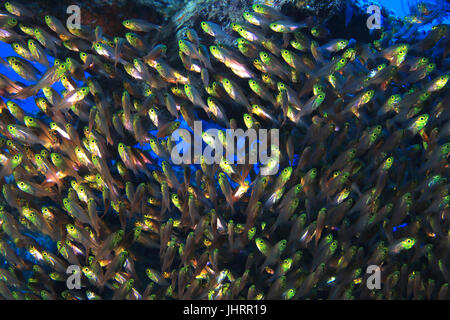 Scopa pigmea pesce (Parapriacanthus ransonneti) sott'acqua nell'Oceano indiano Foto Stock