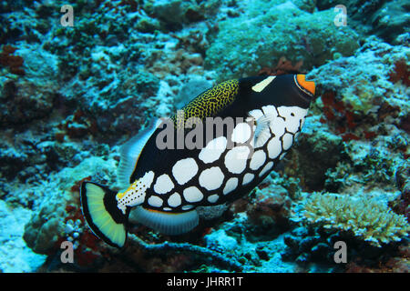 Il pagliaccio pesci balestra (Balistoides conspicillum) sott'acqua nella scogliera di corallo dell' Oceano indiano Foto Stock