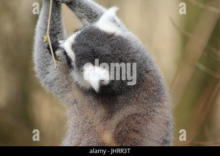 L'anello-tailed lemur (Lemur catta) Foto Stock