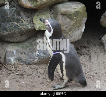 Gruppo pinguini Humboldt (Spheniscus Humboldti) Foto Stock