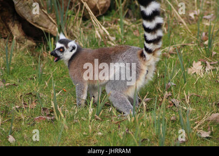 L'anello-tailed lemur (Lemur catta) Foto Stock