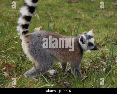 L'anello-tailed lemur (Lemur catta) Foto Stock