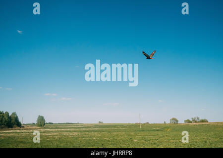 Comune poiana o Buteo buteo Wild Bird vola sopra il campo in Bielorussia. Wild uccello vola oltre il paesaggio rurale. Medio-grande rapace il cui Rang Foto Stock