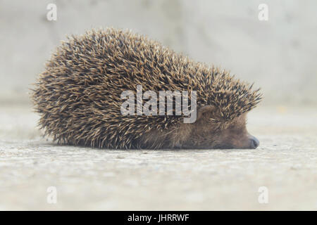 Close-Up del porcospino rilassante Foto Stock