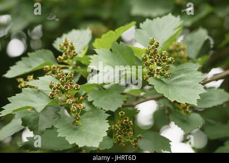 Verde di bacche di biancospino in giorno di estate Foto Stock