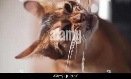 Closeup colpo di gatto abissino di bere acqua dal rubinetto Foto Stock