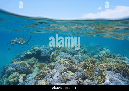 Shallow barriera corallina con una tartaruga verde e pesci subacquea, Nuova Caledonia, oceano pacifico del sud Foto Stock