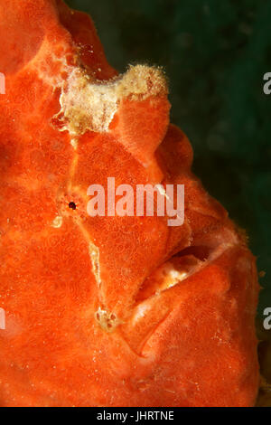 Commerson la rana pescatrice (Antennarius commerson, commersoni antennarius), rosso, ritratto, Palawan Mimaropa, Lago di Sulu, Oceano Pacifico Foto Stock