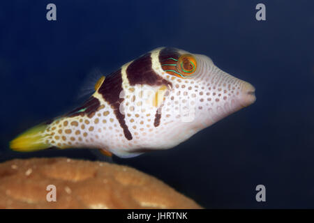 Valentin's sharpnose puffer (Canthigaster valentini), Palawan Mimaropa, Lago di Sulu, Oceano Pacifico, Filippine Foto Stock