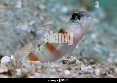 Shrimpgoby mascherato (Amblyeleotris gymnocephala) nella parte anteriore della grotta nella sabbia, Palawan Mimaropa, lago di Sulu, Oceano Pacifico Foto Stock