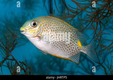 Arancio-spotted spinefoot (Siganus guttatus), Palawan Mimaropa, lago di Sulu, Oceano Pacifico, Filippine Foto Stock