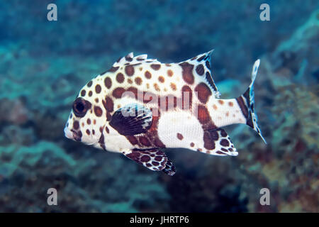 Arlecchino sweetlip (Plectorhinchus chaetodonoides) animale giovane, Palawan Mimaropa, lago di Sulu, Oceano Pacifico, Filippine Foto Stock