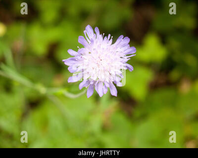 Campo scabious (Knautia arvense) Close up isolato; Essex, Regno Unito Foto Stock