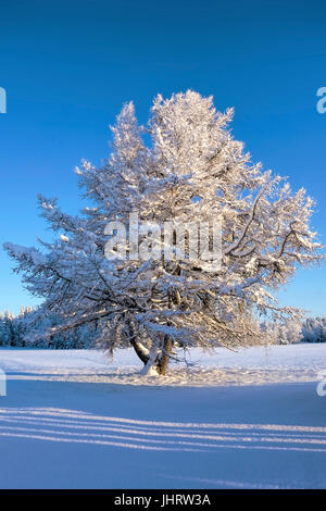 Incantevole paesaggio invernale con una struttura congelata nella luce del sole Foto Stock