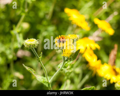 7-Dot Ladybird (Coccinella 7-punctata) sul fiore giallo Outsider; Essex, Regno Unito Foto Stock