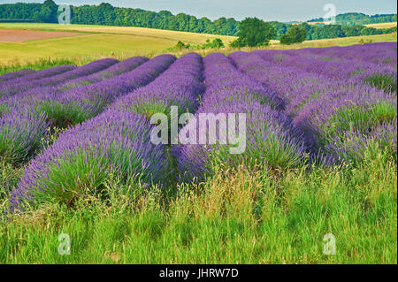 Campo di lavanda in Cotswolds, Inghilterra, nei pressi del villaggio di Snowshill, Gloucestershire Foto Stock