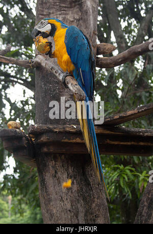 Blu e Oro macaw o blu e giallo Macaw mangiare mango a Caracas, Venezuela Foto Stock