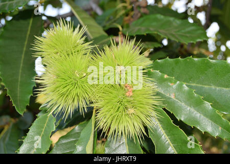 Ricci ricci di castagne ancora sulla struttura ad albero Foto Stock