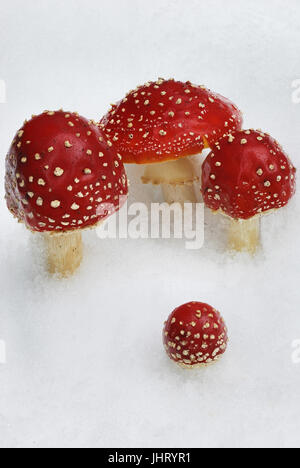 "Fly agarics (amanita muscaria) nella neve, la Lapponia svedese, Scandinavia, Europa; settembre ', Fliegenpilze (amanita muscaria) im Schnee, Lappland, Sc Foto Stock