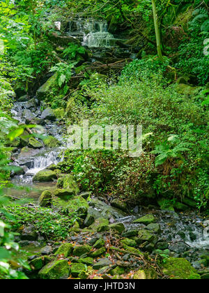 Un bosco brook passa su piccole cascate che si snoda attraverso un fitto sottobosco. Foto Stock