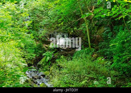 Un piccolo ruscello disseminato di rocce si snoda su piccole cascate che si snoda attraverso un fitto sottobosco. Foto Stock