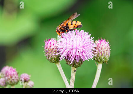 Vista laterale di un permanente hoverfly un pennacchio viola fiore di cardo. Foto Stock
