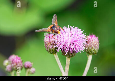Close up di un hoverfly ricerca un pennacchio viola fiore di cardo per cibo. Foto Stock