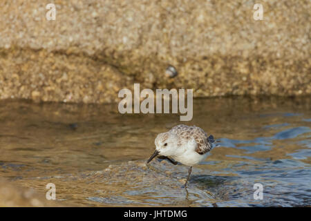 Western piro-piro in costa di Monterey, California, Stati Uniti d'America Foto Stock