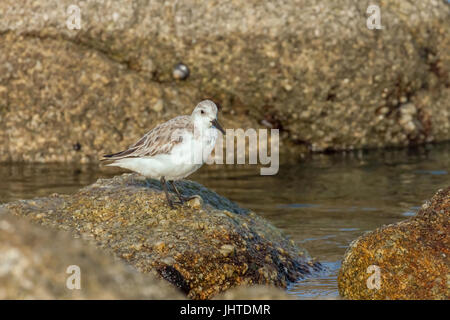 Western piro-piro in costa di Monterey, California, Stati Uniti d'America Foto Stock