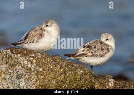 Western piro-piro in costa di Monterey, California, Stati Uniti d'America Foto Stock