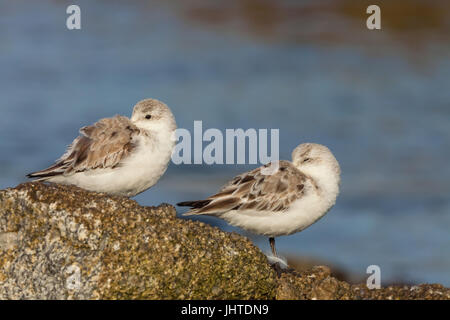 Western piro-piro in costa di Monterey, California, Stati Uniti d'America Foto Stock