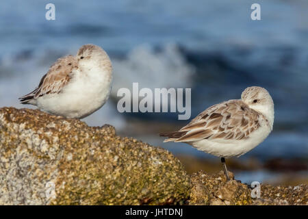 Western piro-piro in costa di Monterey, California, Stati Uniti d'America Foto Stock